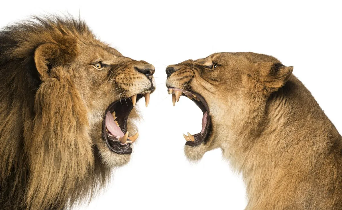 A lion and lioness roaring face-to-face at each other