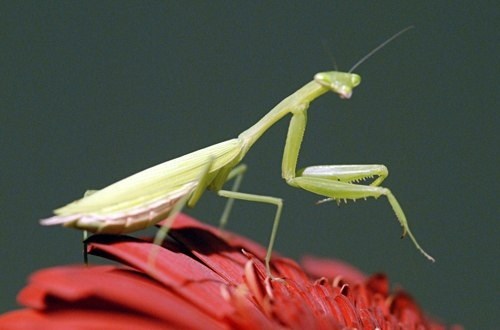 Praying mantis on a red flower