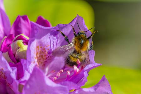 A bumble bee collecting nectar from a violet flower