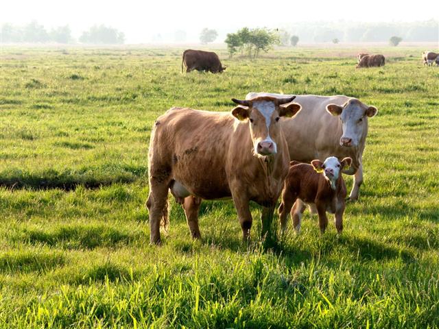 Cow and calf