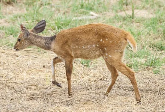 A bushbuck antelope standing in the forest