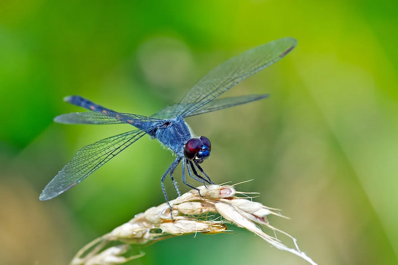 A seaside dragonlet dragonfly resting near water
