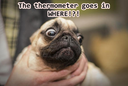 Scandalized pug