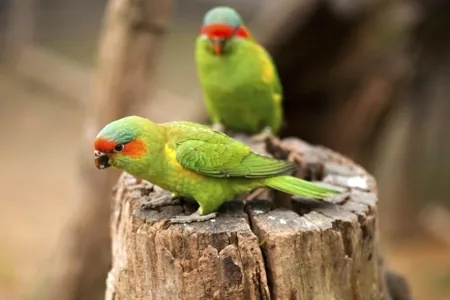 Swift Parrot (Lathamus discolor)