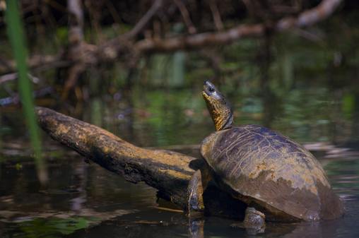 Black river turtle near water