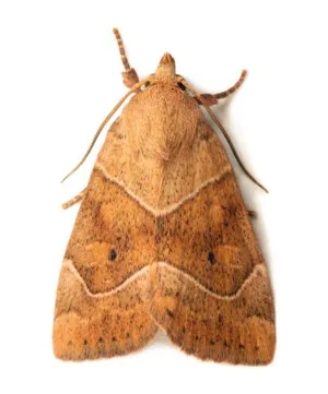 Owlet moth
