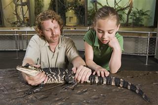 Young girl looking at a baby alligator