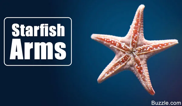 Starfish arms shown in detail