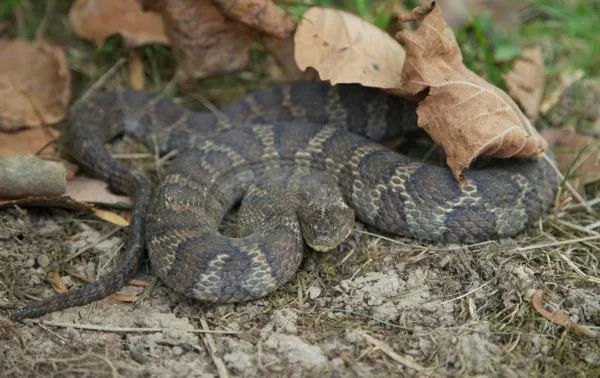 Banded Water Snake, a nonvenomous snake