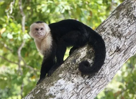 Capuchin monkey sitting on a tree branch