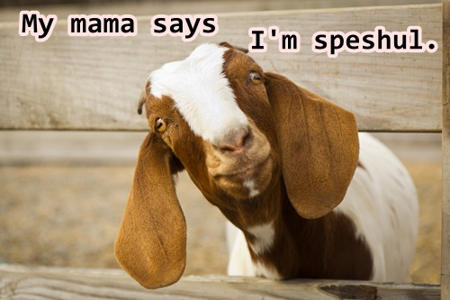 Forrest Gump goat