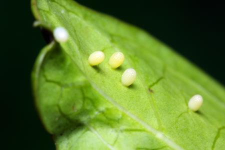 Butterfly eggs on a leaf, tiny, pale, and clustered on the underside