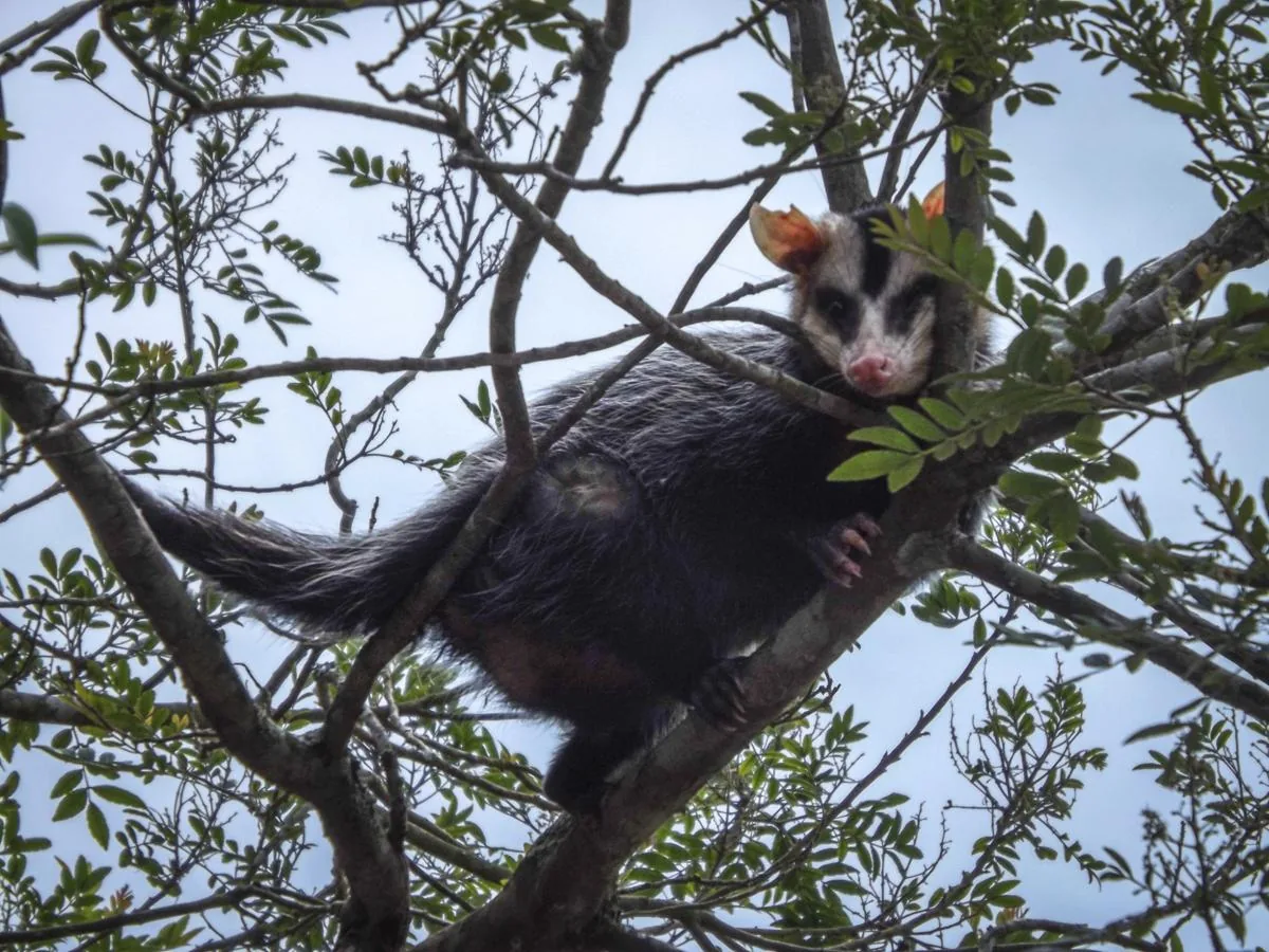 Gamba Opossum