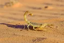 Terrifically Petrifying Facts About the Deathstalker Scorpion