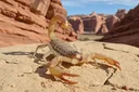 Extremely Rare and Unique Desert Insects You Didn't Know Existed