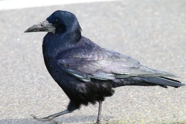 A crow walking confidently, crows top the avian IQ scale