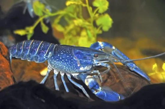 Blue lobster, a blue-colored animal