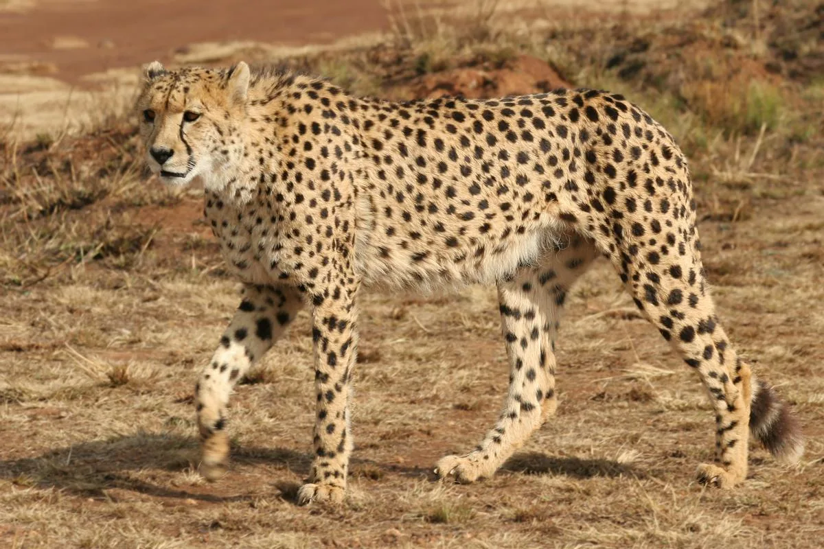 A cheetah walking across open grassland, showing its slender body and small solid spots