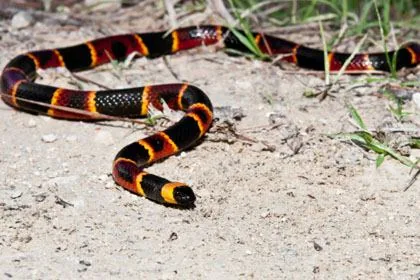 Coral Snake with red, yellow, and black banding