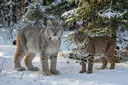 Canadian Lynx vs. Bobcat: How to Tell Them Apart