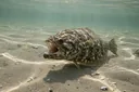 Fluke vs. Flounder: How to Tell These Flatfish Apart