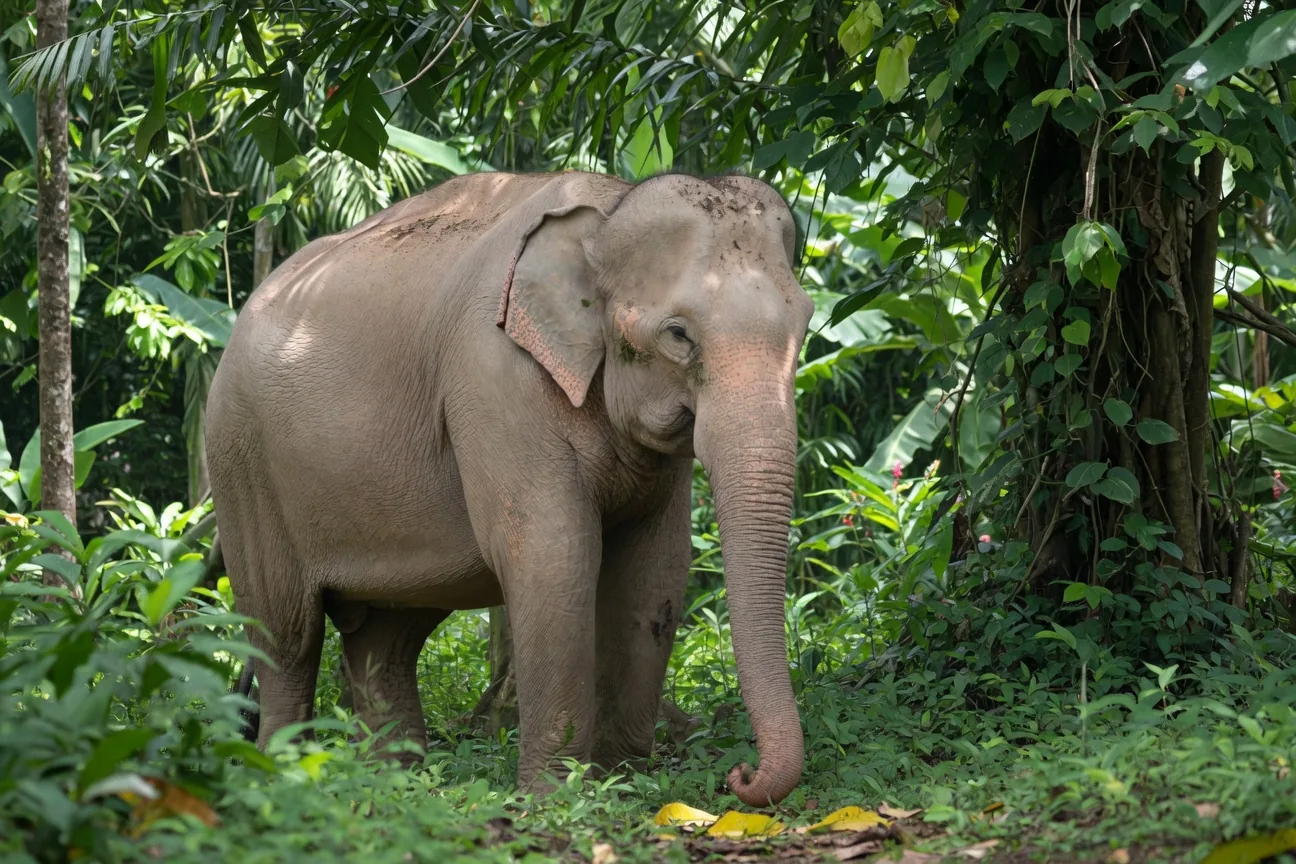 Asian elephant with smaller rounded ears and smoother lighter-colored skin