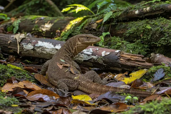 Earless Monitor Lizards (Lanthanotidae)