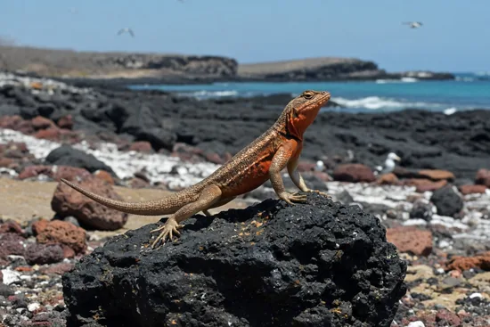 Neotropical Ground Lizards (Tropiduridae)