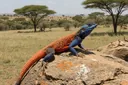 Different Types of Lizards: A Field Guide to 26 Families