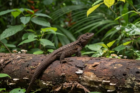 Wood Lizards, Clubtails (Hoplocercidae)
