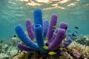 Different Types of Sponges: A Colorful Guide to Sea Sponges