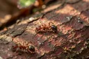 Do Ants Sleep? The Answer Will Certainly Blow Your Mind