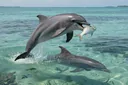 These Interesting Dolphin Food Facts Will Tell You What They Eat