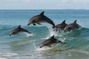 A Quick Guide To The Dolphin Habitat
