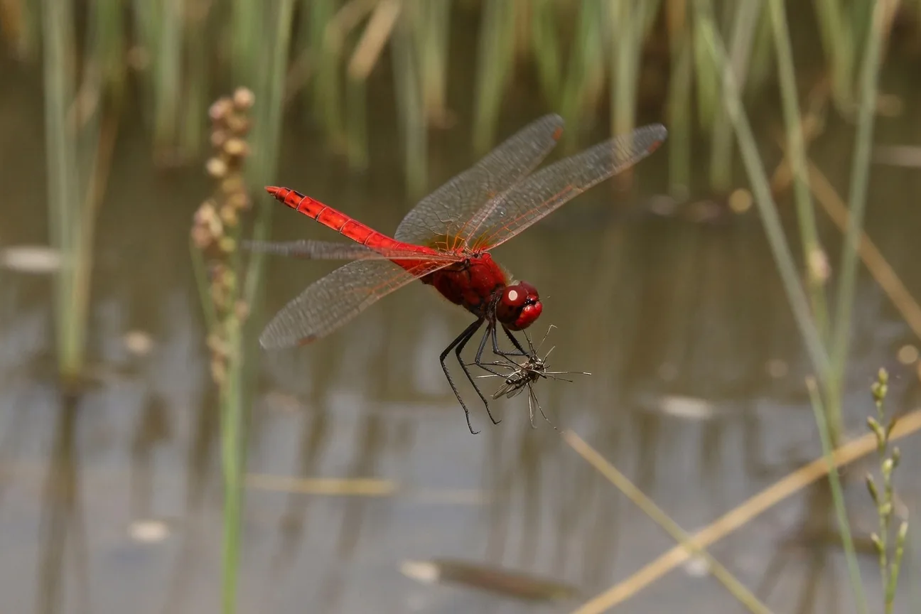 A dragonfly catching a mosquito in mid-flight over a wetland