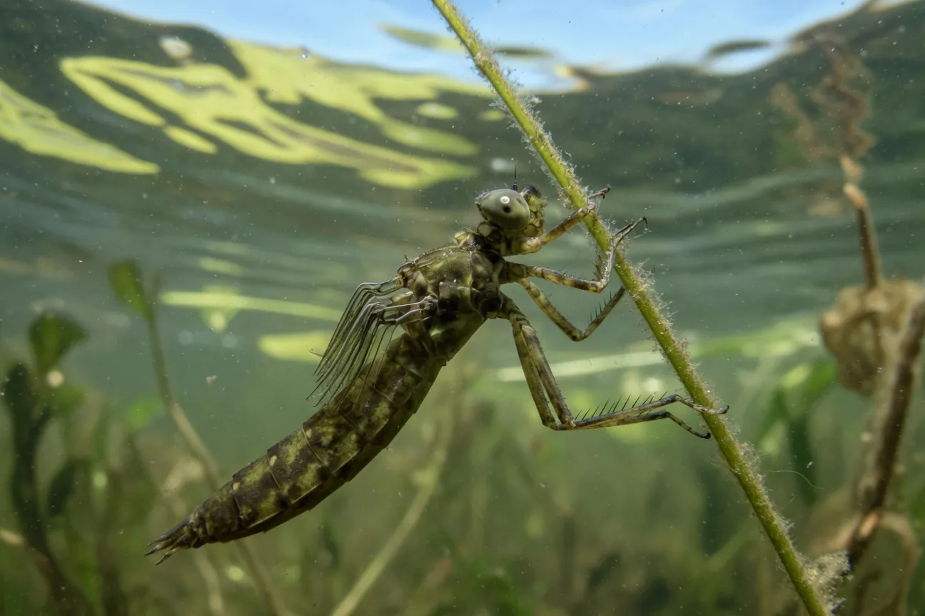 A dragonfly nymph clinging to a submerged stem underwater