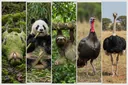 7 Dumbest Animals in the World That'll Make You Stare in Disbelief