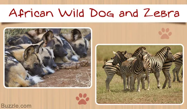 African wild dog and zebra