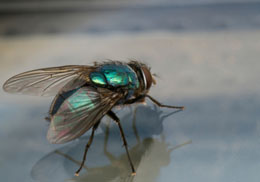 Bottle fly life cycle, adult metallic bottle fly