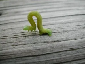 Geometrid caterpillar (inchworm)