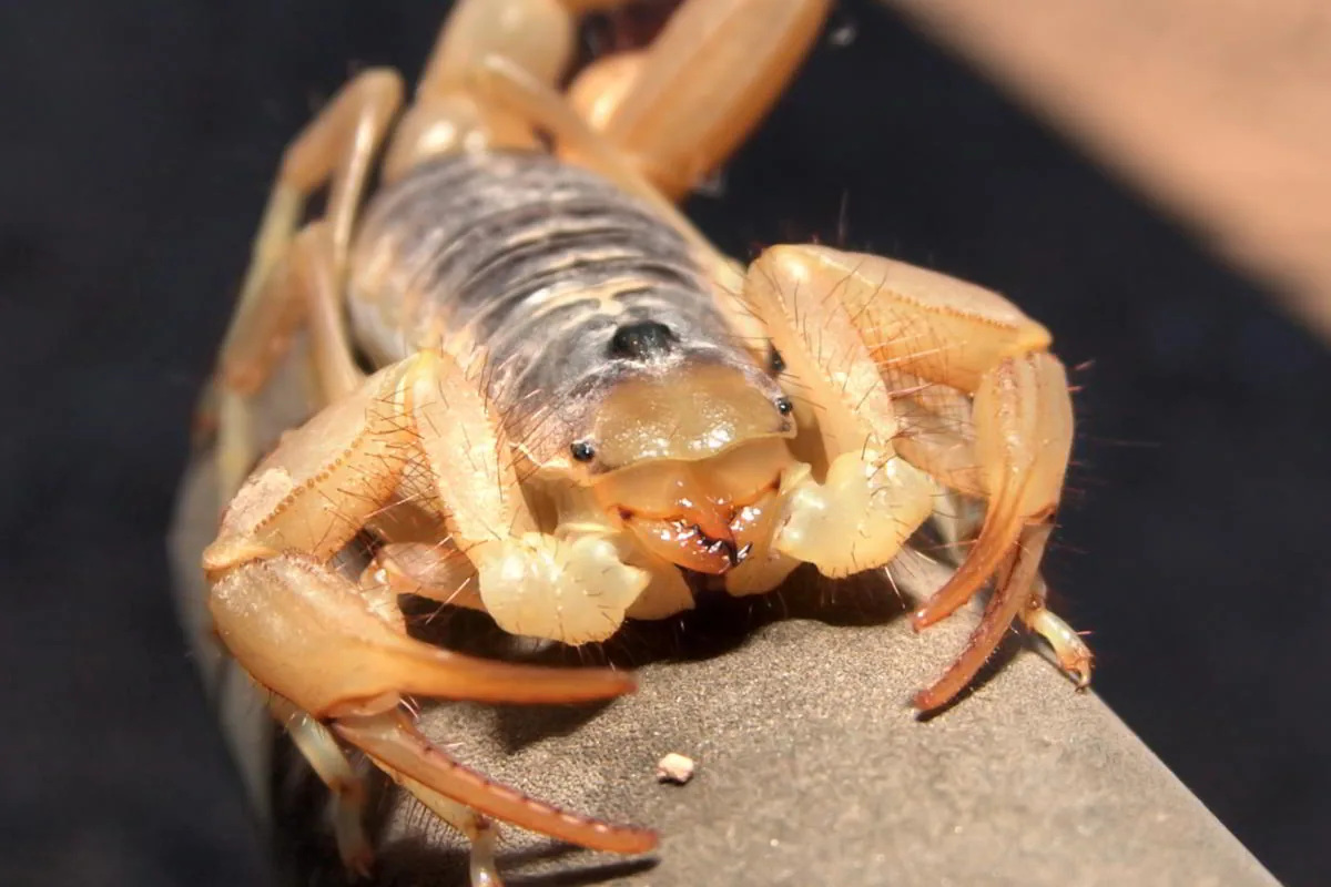 Close-up of an Arizona bark scorpion on rough bark showing segmented body detail