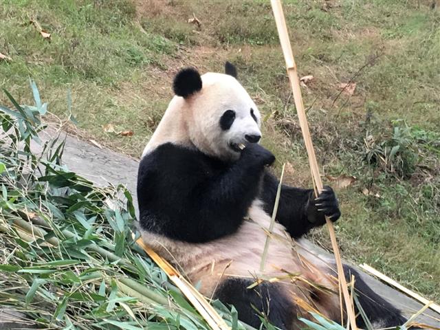 Giant panda resting, a symbol of global conservation efforts