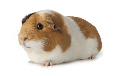 Chubby guinea pig