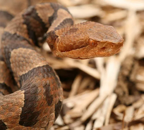 Northern copperhead head closeup showing copper-red coloring