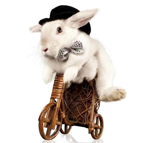 Cute rabbit