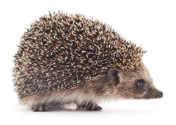 Desert hedgehog curled in its defensive posture showing spines