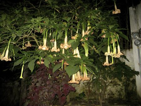 A pale trumpet-shaped angel's trumpet flower hanging open, a nocturnal night-blooming plant