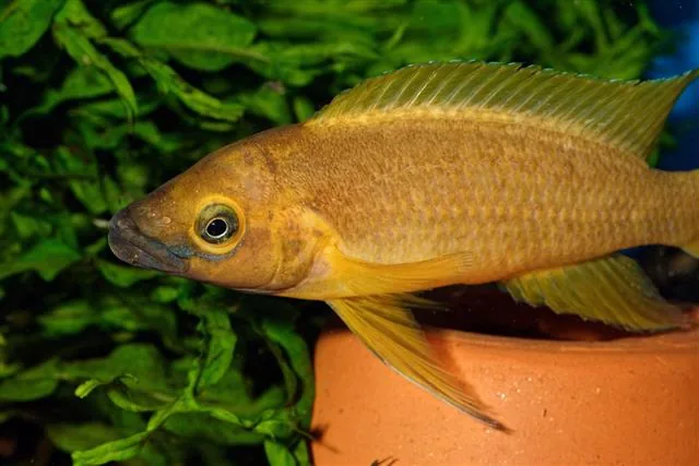 Neolamprologus fish