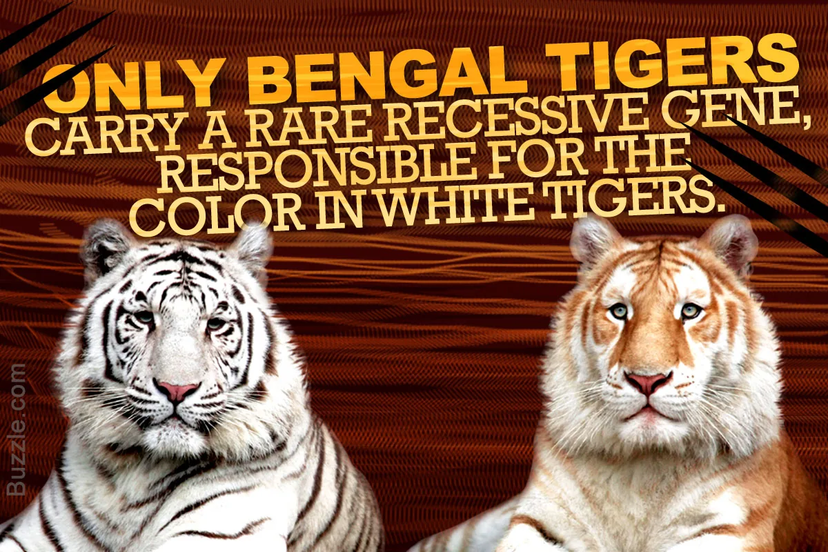 A Bengal tiger showing its striking reddish-orange coat and bold black vertical stripes