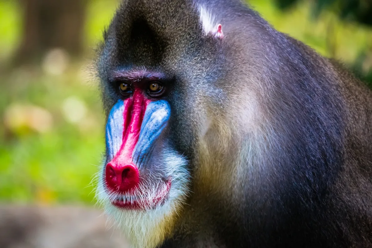 Mandrill with vibrant blue ridges and bright red nose, natural coloration, not makeup